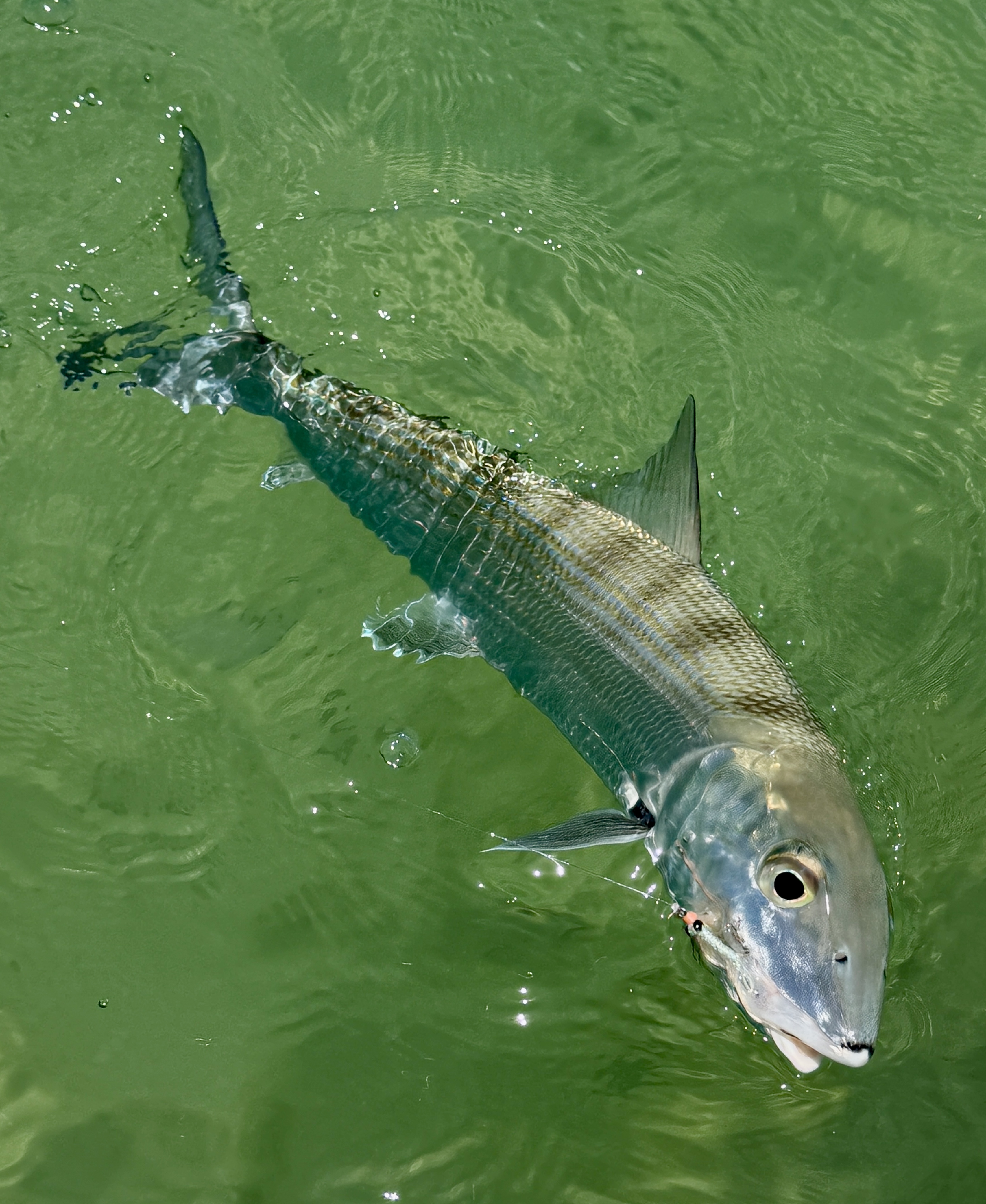 A beautiful Belizean Bonefish comes to the boat