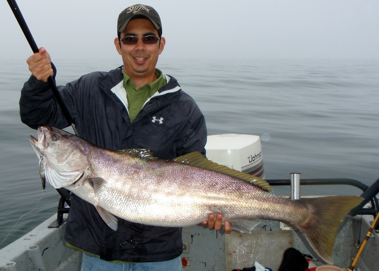 How to Catch White Seabass - Tips for Fishing for White Seabass
