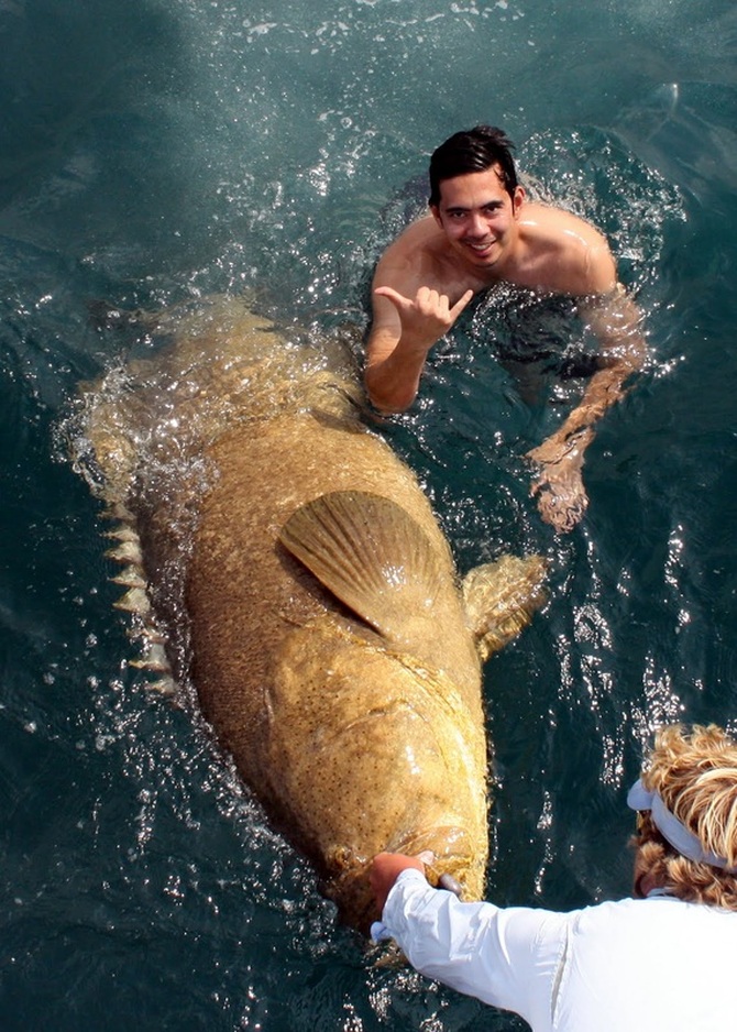 giant grouper fish