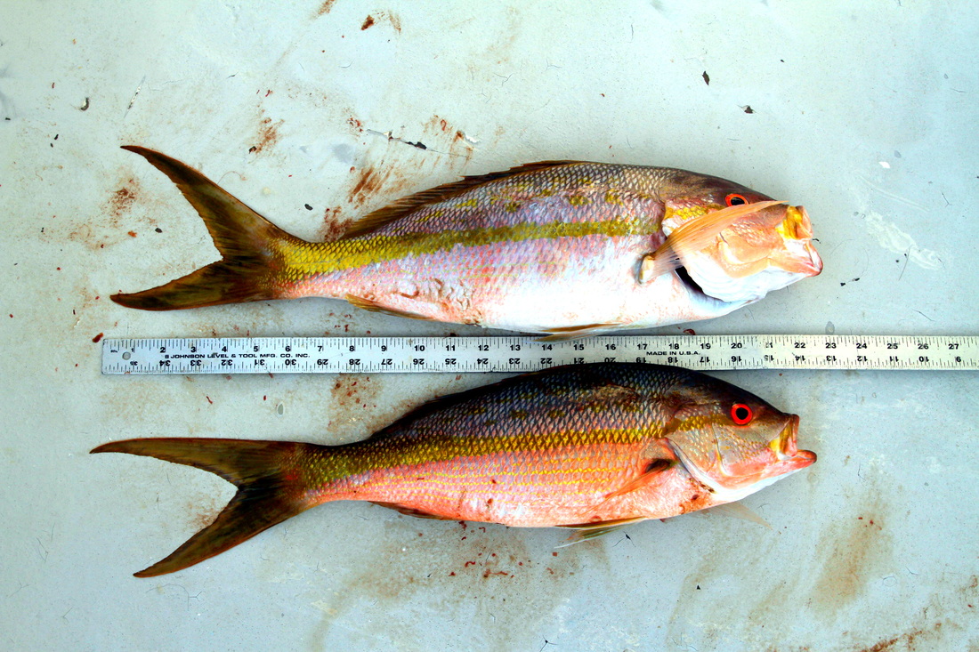 How to Catch Yellowtail Snapper
