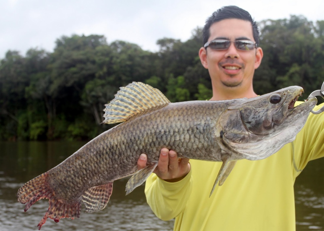  Brazil - Peacock Bass, Wolffish, and Catfish