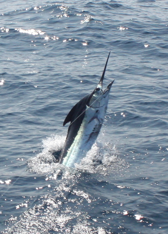 How to Catch Black Marlin - Tips for Fishing for Black Marlin