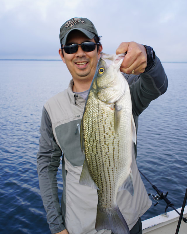Striped Bass Striper Hybrid and Whitebass Fish Thumper With Clamps and Remote