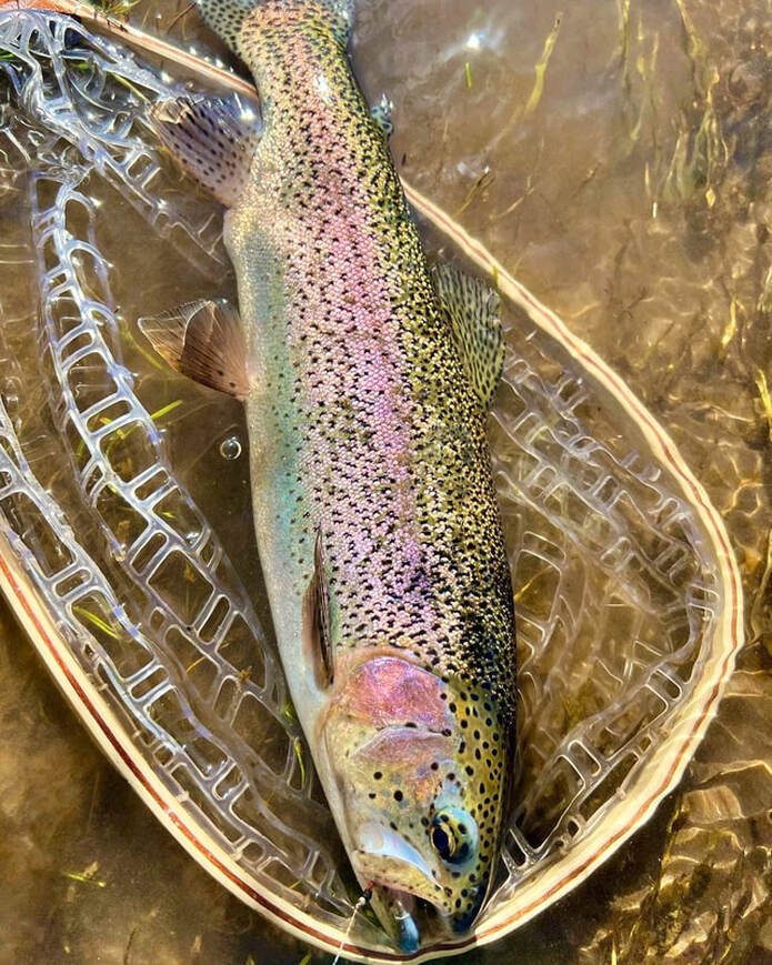 Rainbow trout fishing essentials