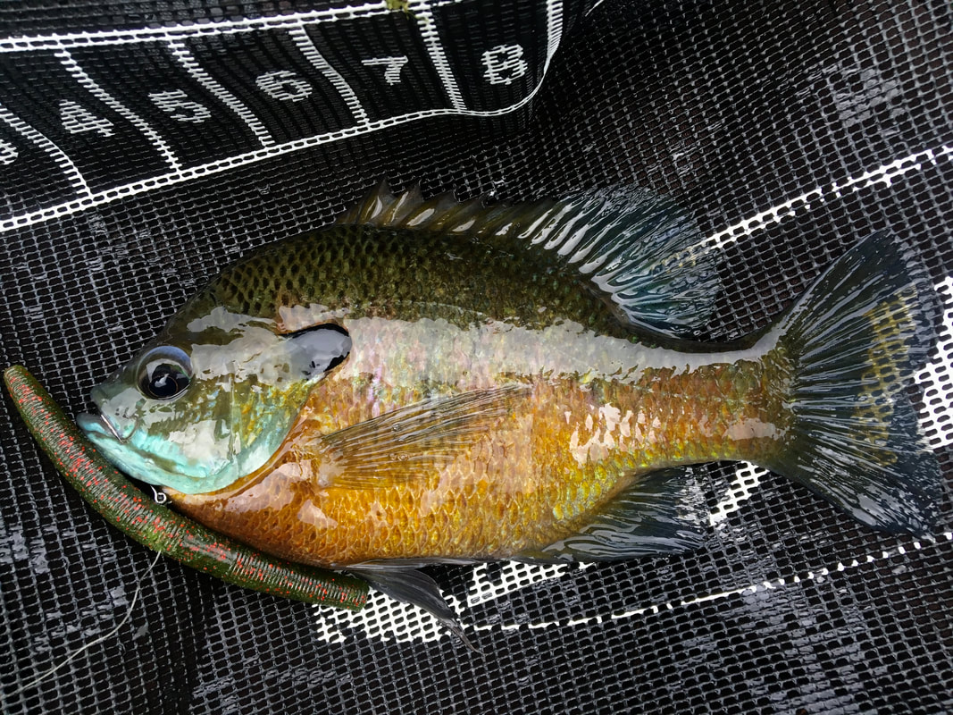 How to Catch Bluegill - Tips for Fishing for Bluegill