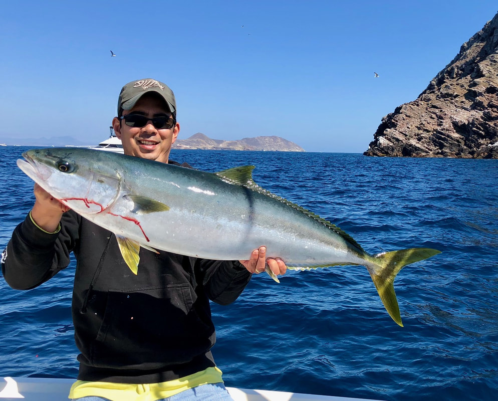 How to Catch California Yellowtail - Tips for Fishing for Yellowtail.