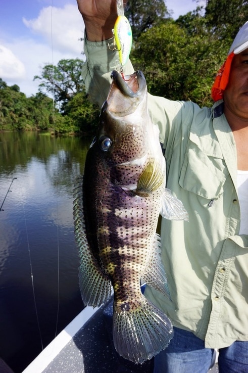 How To Catch Rainbow Bass (Guapote)