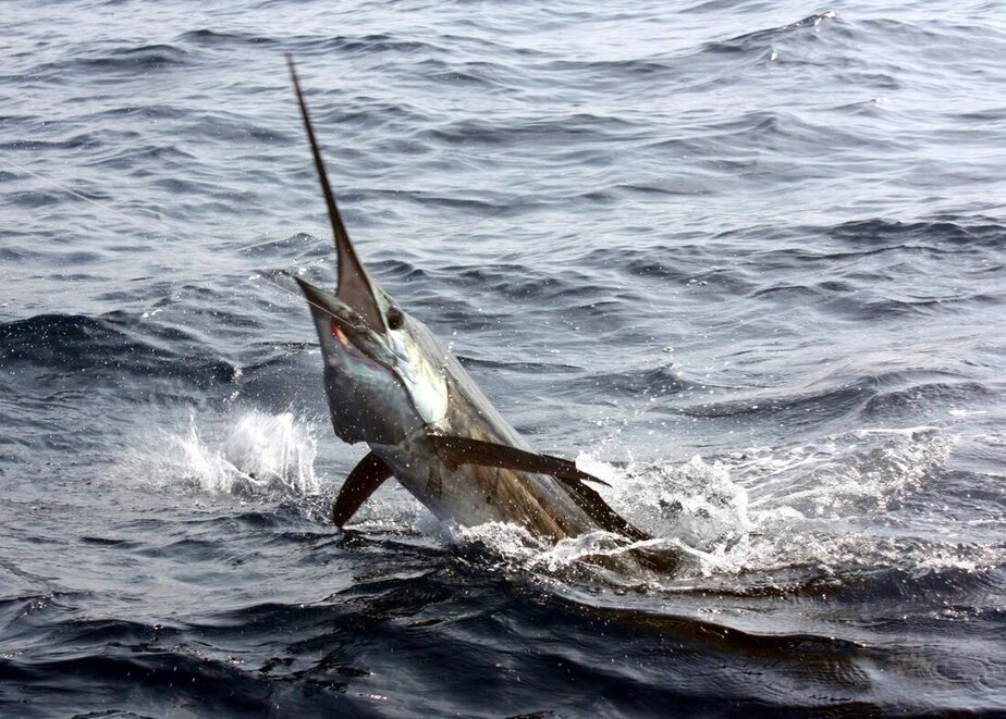 How to Catch Pacific Sailfish - Tips for Fishing for Sailfish