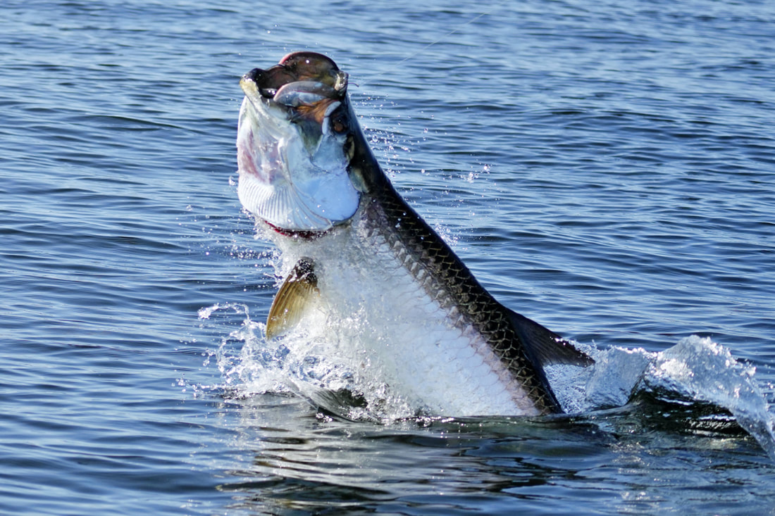 How to Catch Tarpon - Tips for Fishing for Tarpon